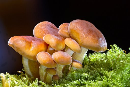 The Benefits of Mushroom Supplements for a Stronger Immune System